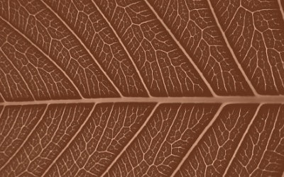 The Tides In Our Veins