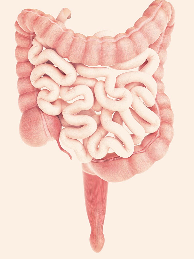 Delving into the Gut