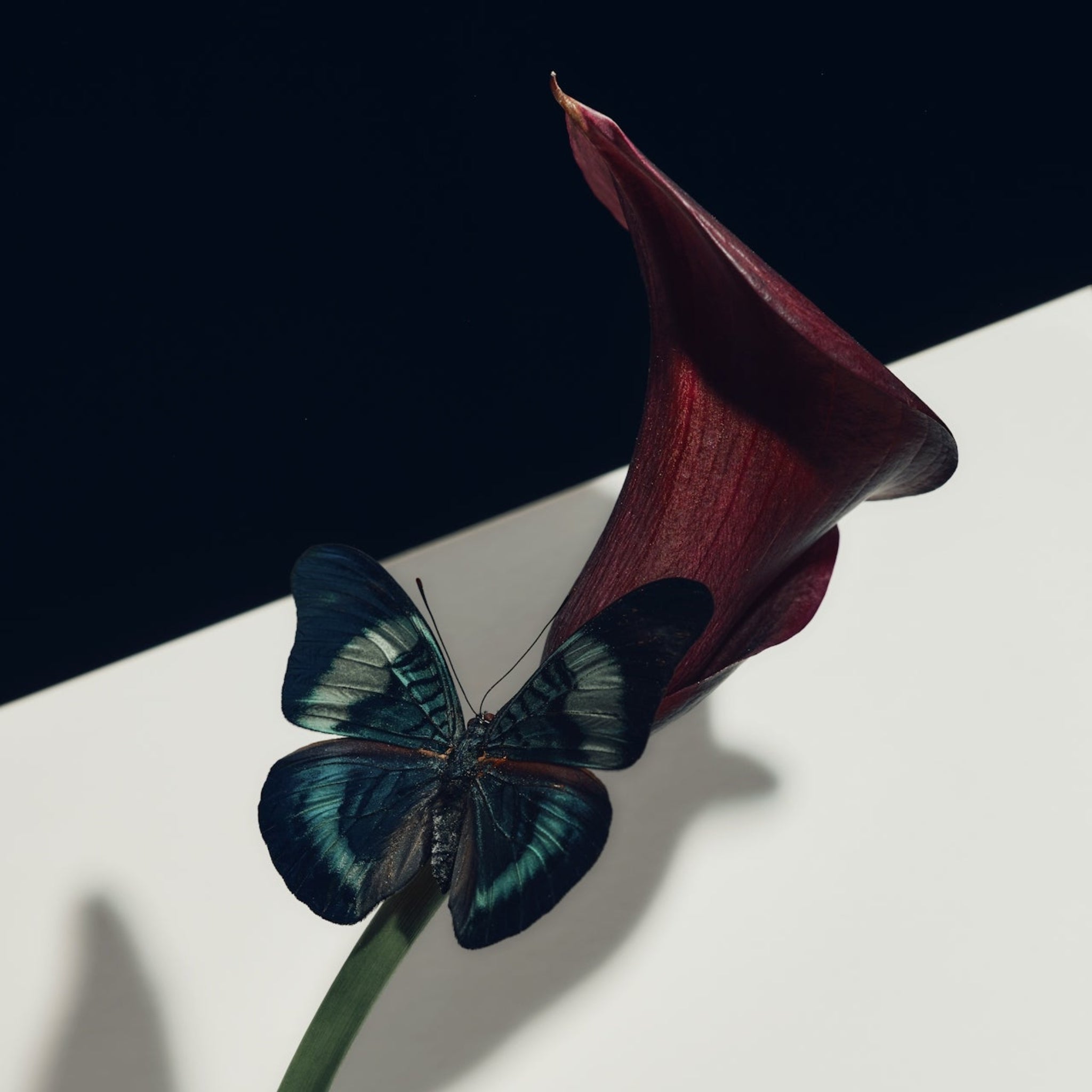 Louise's Eczema Journey