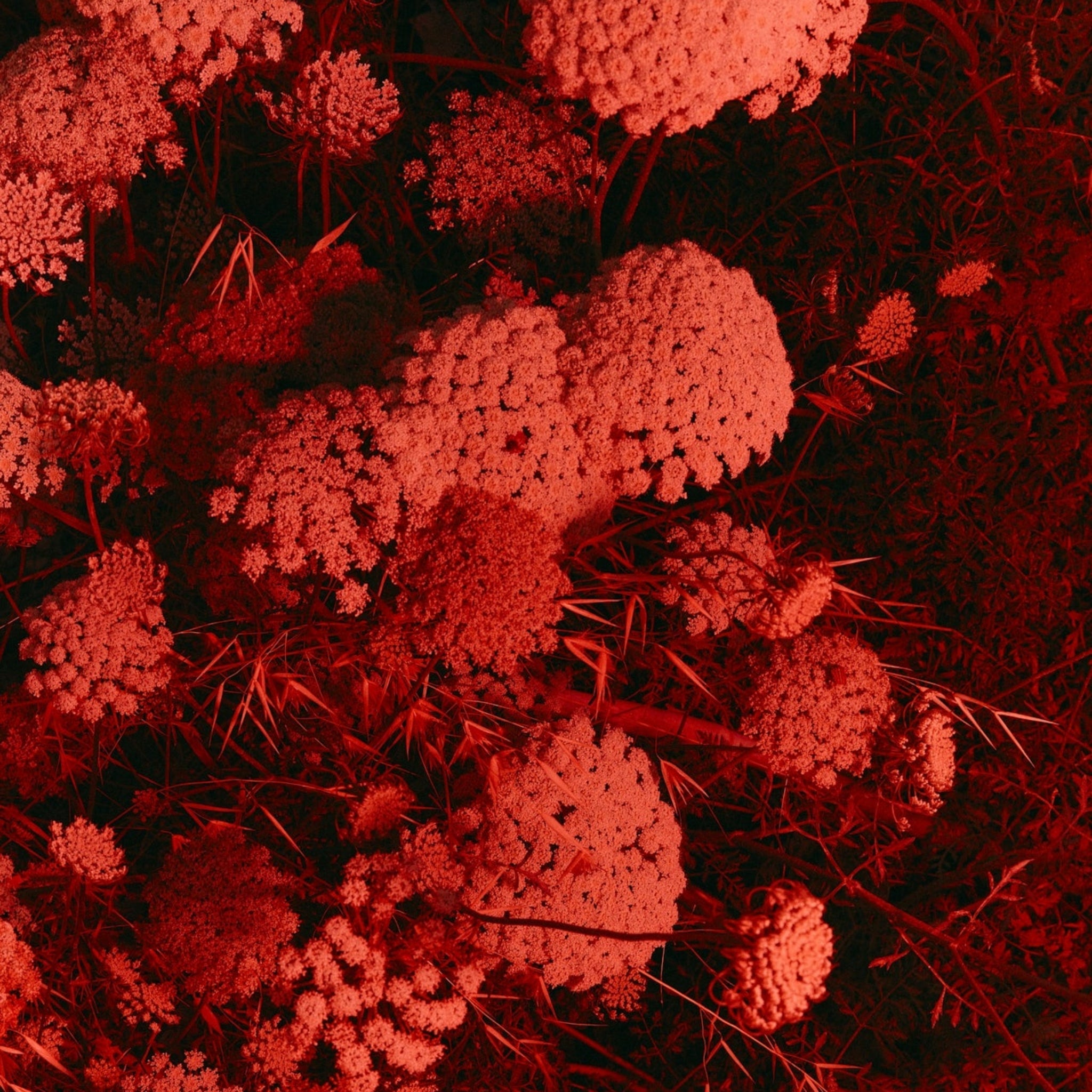 To Bleed Or Not To Bleed, That Is The Question!