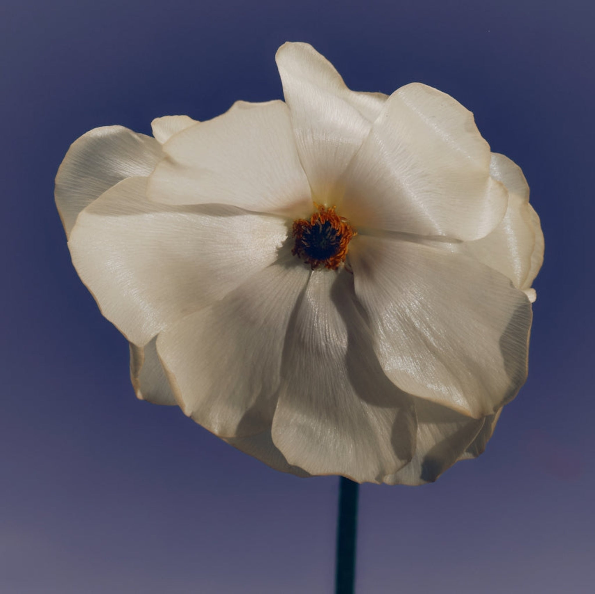 How can we support our Immune System?